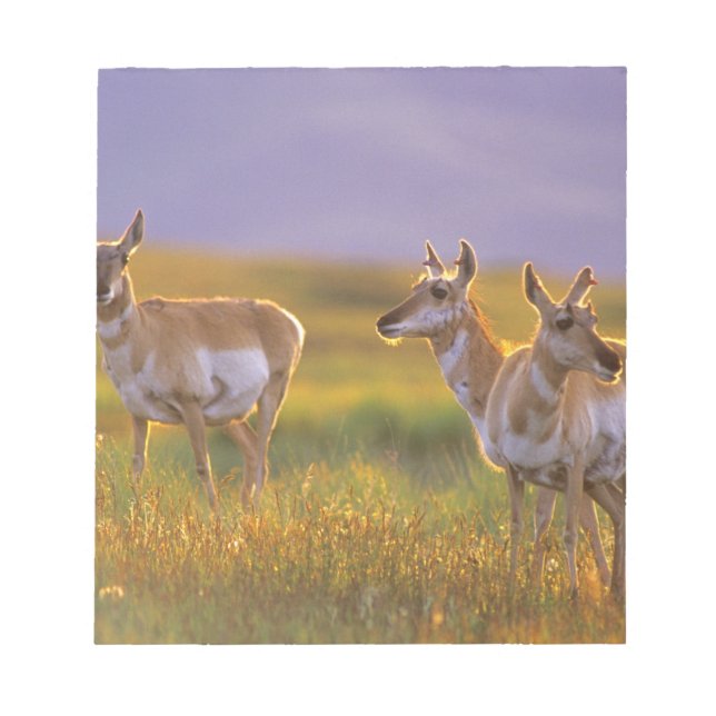 Bloc-note Antilope d'Amérique dans le Montana (Devant)