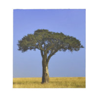 Arbre d'acacia isolé dans les plaines herbeuses, M
