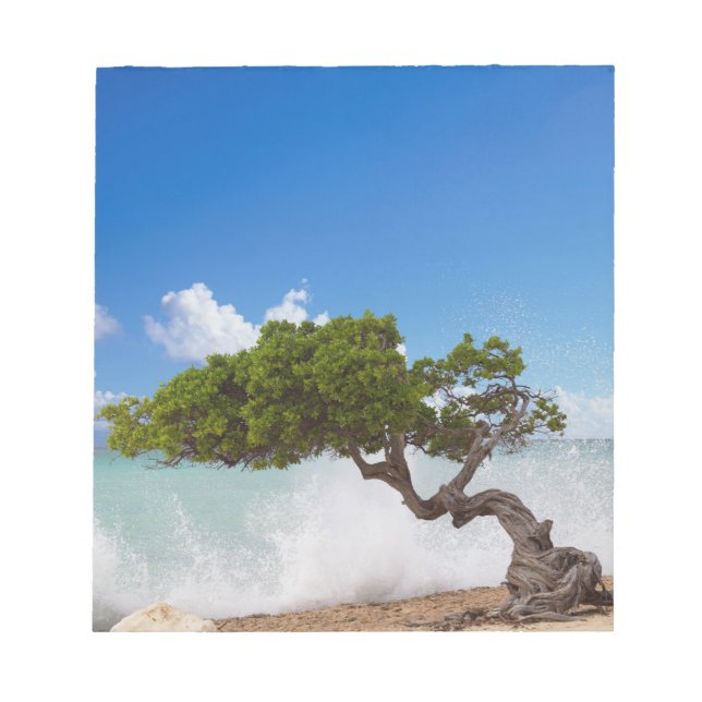 Bloc-note Arbre Divi Divi, Eagle Beach, Aruba, Caraïbes (Devant)