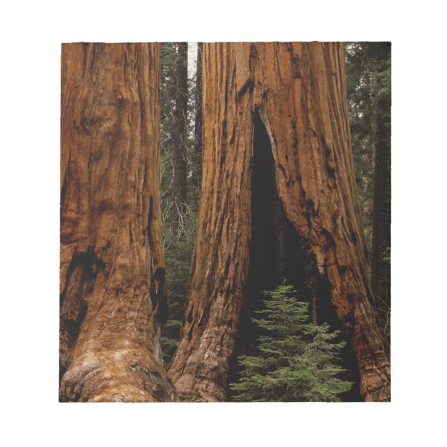 Bloc-note Arbres de séquoia, Parc national de Sequoia. (Devant)