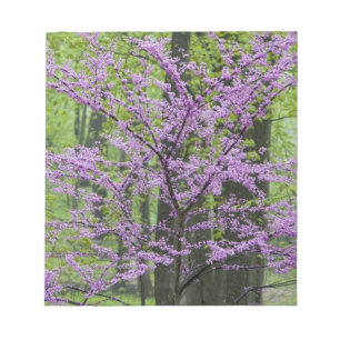 Bloc-note Arbres Redbud en pleine floraison printanière près