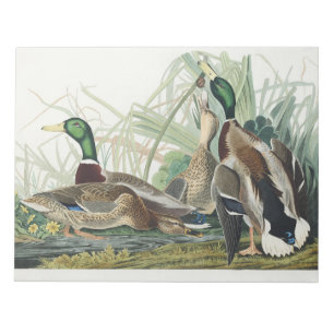 Bloc-note Art animalier vintage d'Audubon représentant un ca