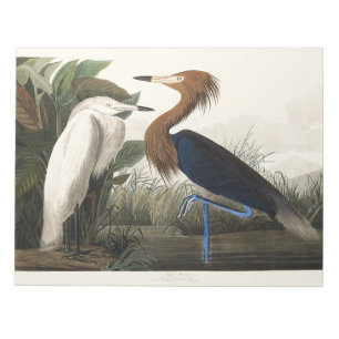 Bloc-note Art vintage de l'aigrette roussâtre d'Audubon