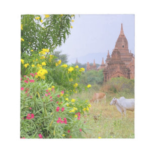 Bloc-note Asie, Myanmar (Birmanie), Bagan (Pagan). Vaches