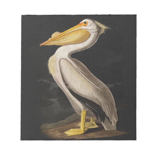 Bloc-note Audubon White Pelican Bird Imprimer Vintage (Devant)