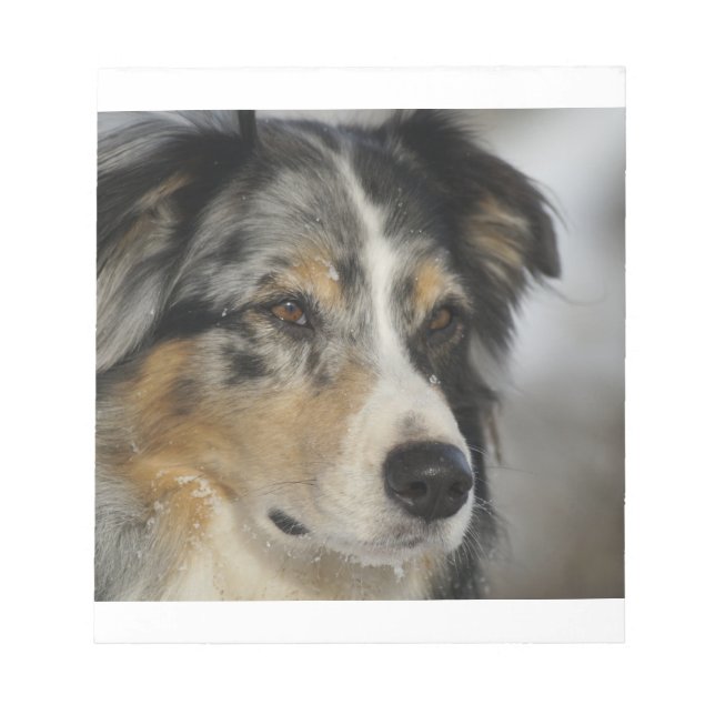 Bloc-note australian-shepherd-blue merle 2 (Devant)