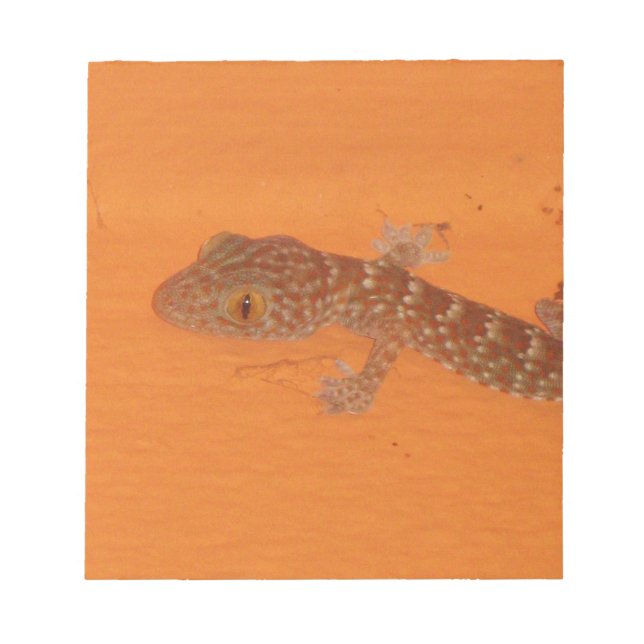 Bloc-note Baby Tokay Gecko (Devant)