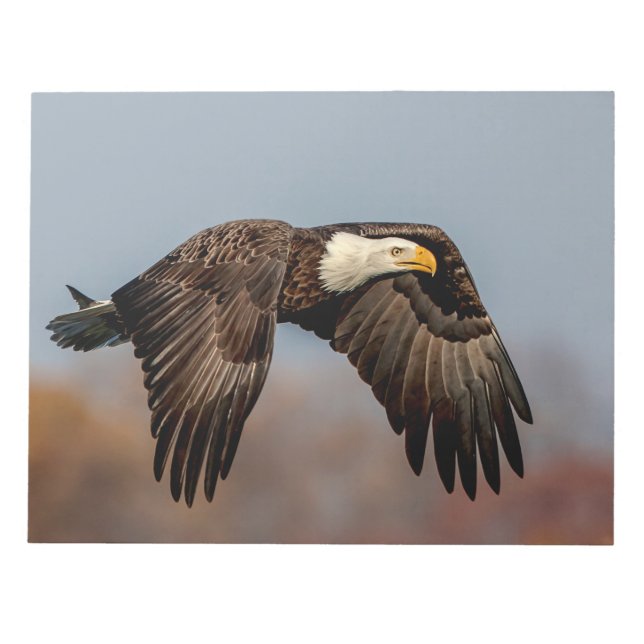 Bloc-note Bald Eagle en vol (Devant)