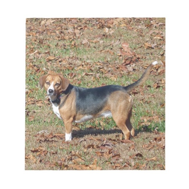 Bloc-note Beagle (Devant)