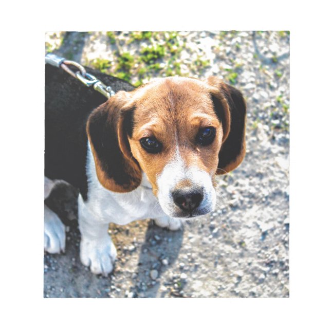 Bloc-note Beagle (Devant)