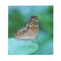 Beau papillon Danaus Plexippus sur une feuille.