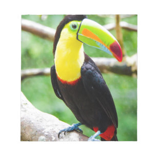 Bloc-note Beau toucan