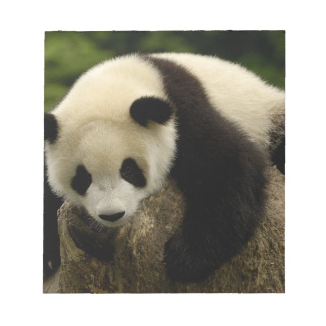 Bloc-note Bébé panda géant (Ailuropoda melanoleuca) (Devant)