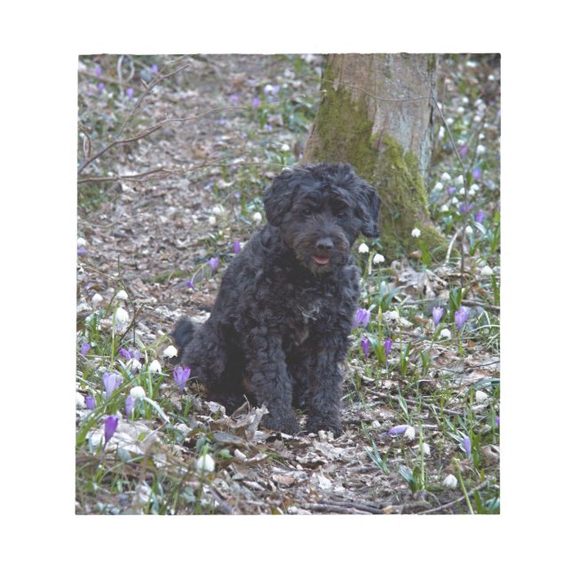 Bloc-note Black Anglais Springer Spaniel (Devant)