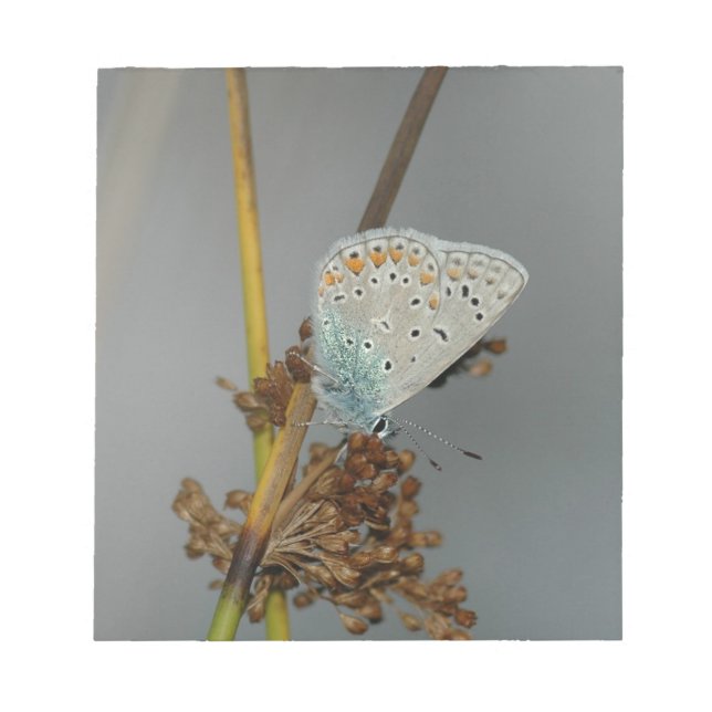 Bloc-note Bleu blanc orange avec points noirs Papillon (Devant)
