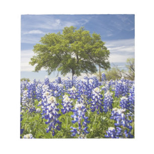Bloc-note Bluebonnets du Texas (lupinus texensis) et chêne