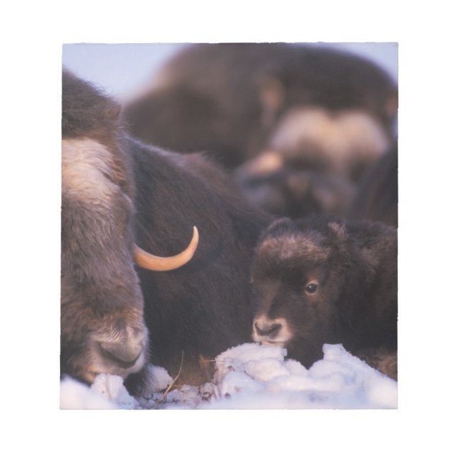 Bloc-note bœuf musqué, Ovibos moschatus, vache avec nouveau- (Devant)