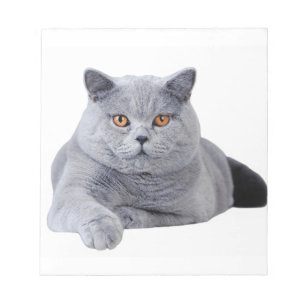 Bloc-note British shorthair