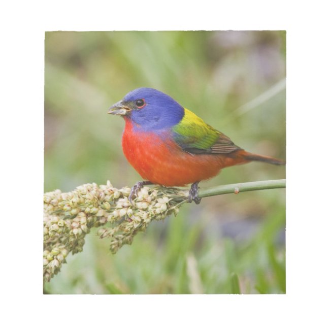 Bloc-note Bruant à capuchon (Passerina ciris) mâle en train  (Devant)