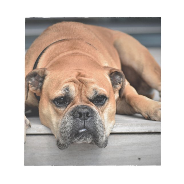 Bloc-note Bull Dog (Devant)