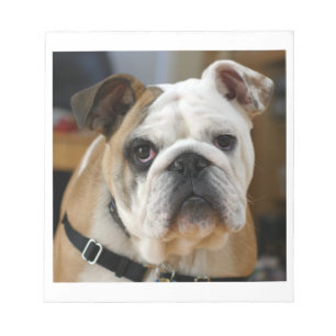 Bloc-note Bulldog.png