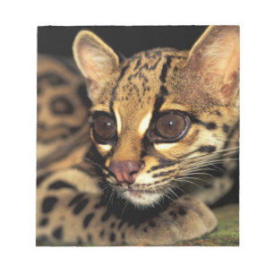 Bloc-note CA, Panama central, Soberania NP, Margay 2