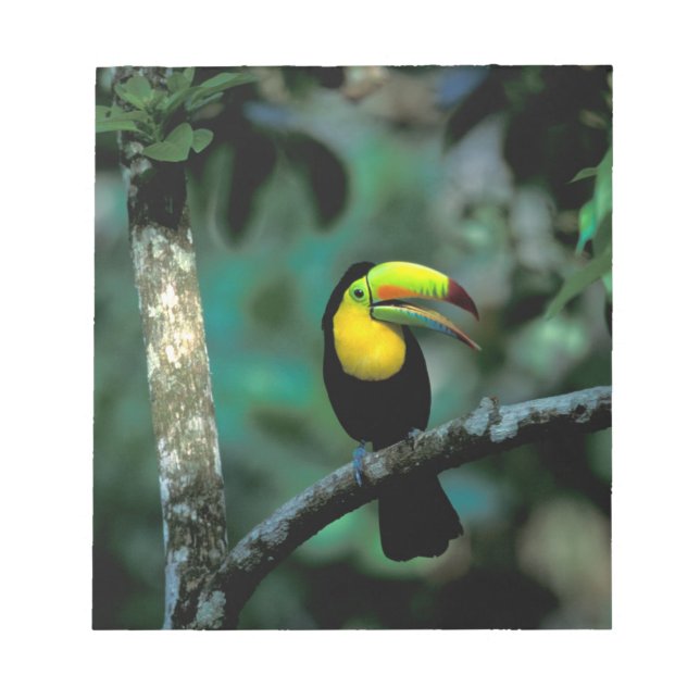 Bloc-note CA, Panama, Parc national de Souveraineté, Toucan  (Devant)