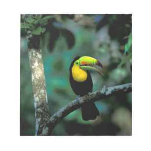 Bloc-note CA, Panama, Soberania NP, Keel-Billed Tuccan