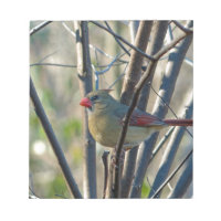 Cardinal féminin