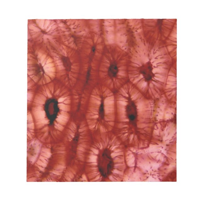 Bloc-note Cellules de Sclerenchyma d'un cerisier (Devant)