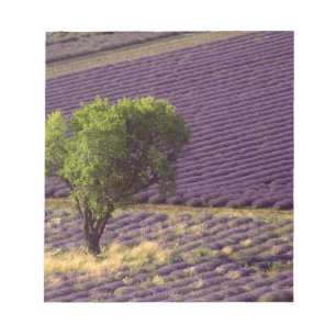 Bloc-note Champ de lavande en Haute Provence, France
