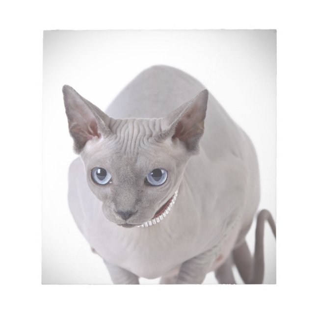 Bloc-note Chat de Sphynx (Devant)