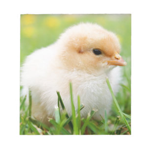Bloc-note Chick