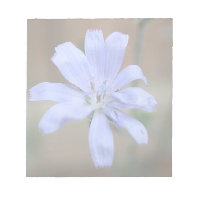 Bloc-note Chicorée (Devant)