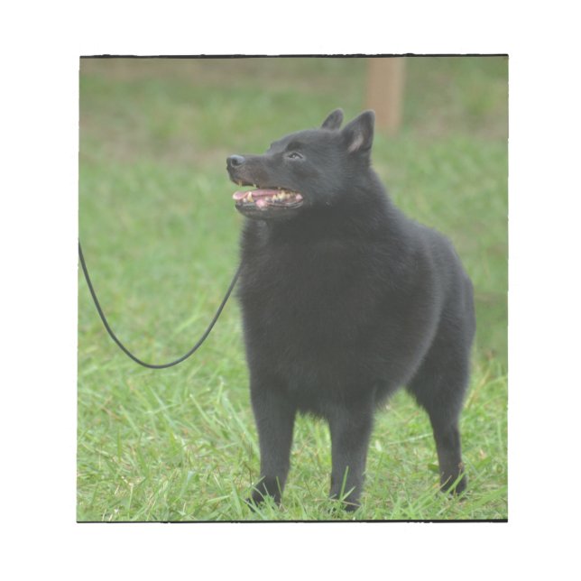 Bloc-note Chien de Schipperke (Devant)