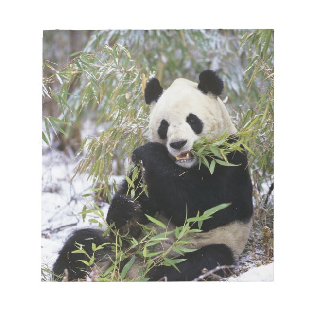 Bloc-note Chine, province du Sichuan. Le Panda géant se nour (Devant)