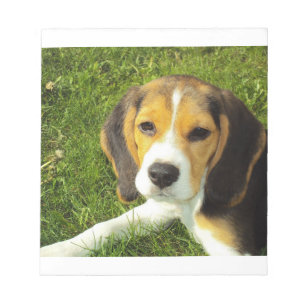 Bloc-note chiot beagle