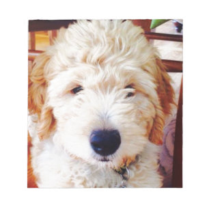 Bloc-note Chiot de Goldendoodle