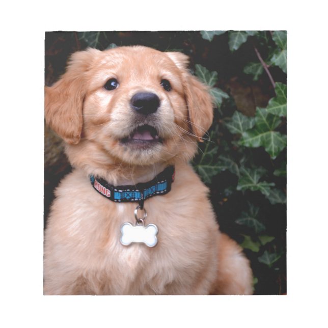 Bloc-note Chiot Golden Retriever (Devant)