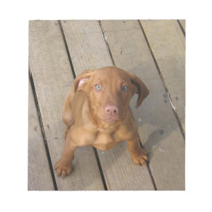 Bloc-note chiot vizsla