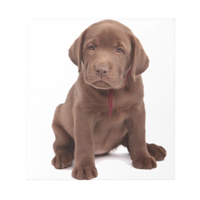 Bloc-note Chocolat Lab Puppy (Devant)