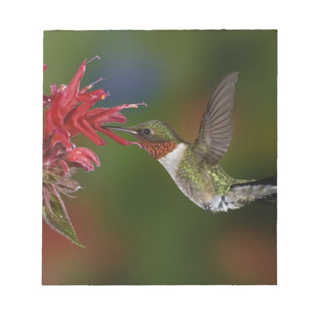 Bloc-note Colibri à gorge rubis mâle (Devant)