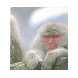 Bloc-note Couple de singes des neiges, Macaque japonais,