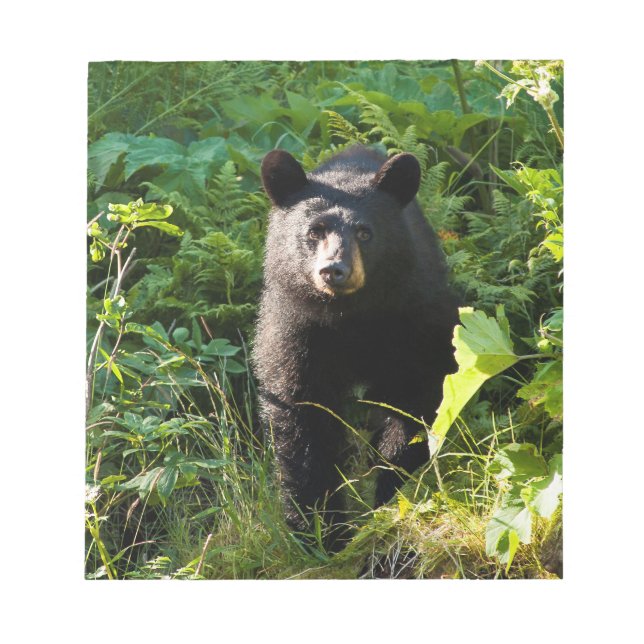 Bloc-note Curious Black Bear (Devant)