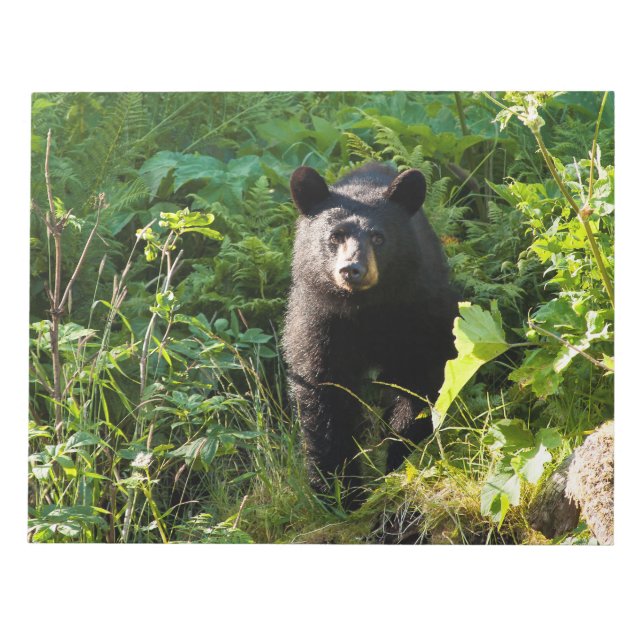 Bloc-note Curious Black Bear (Devant)
