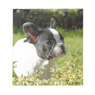 Bloc-note Cute French bulldog on grass