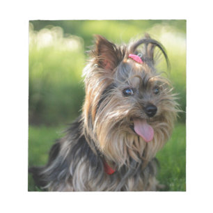 Bloc-note Cute Little Yorkshire Terrier Chien