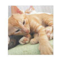 Cute Tiger Stripe Kitten