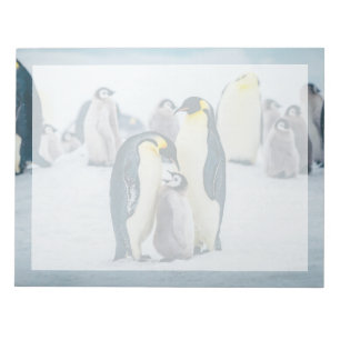 Bloc-note Cutest Baby Animals   Baby Penguin Feeding