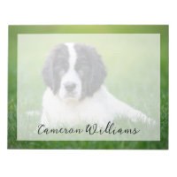 Cutest Baby Animals | Newfoundland Puppy